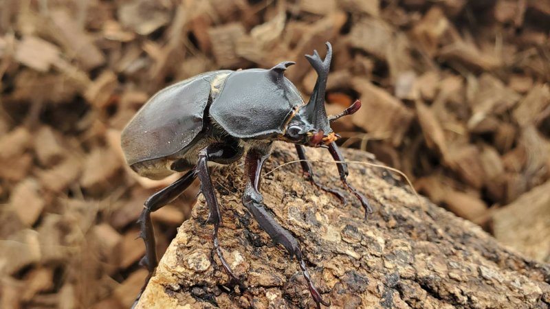 天然国産カブトムシ(北海道産)成虫オスメス 2ペアセット WD (♂♀フリーサイズ)