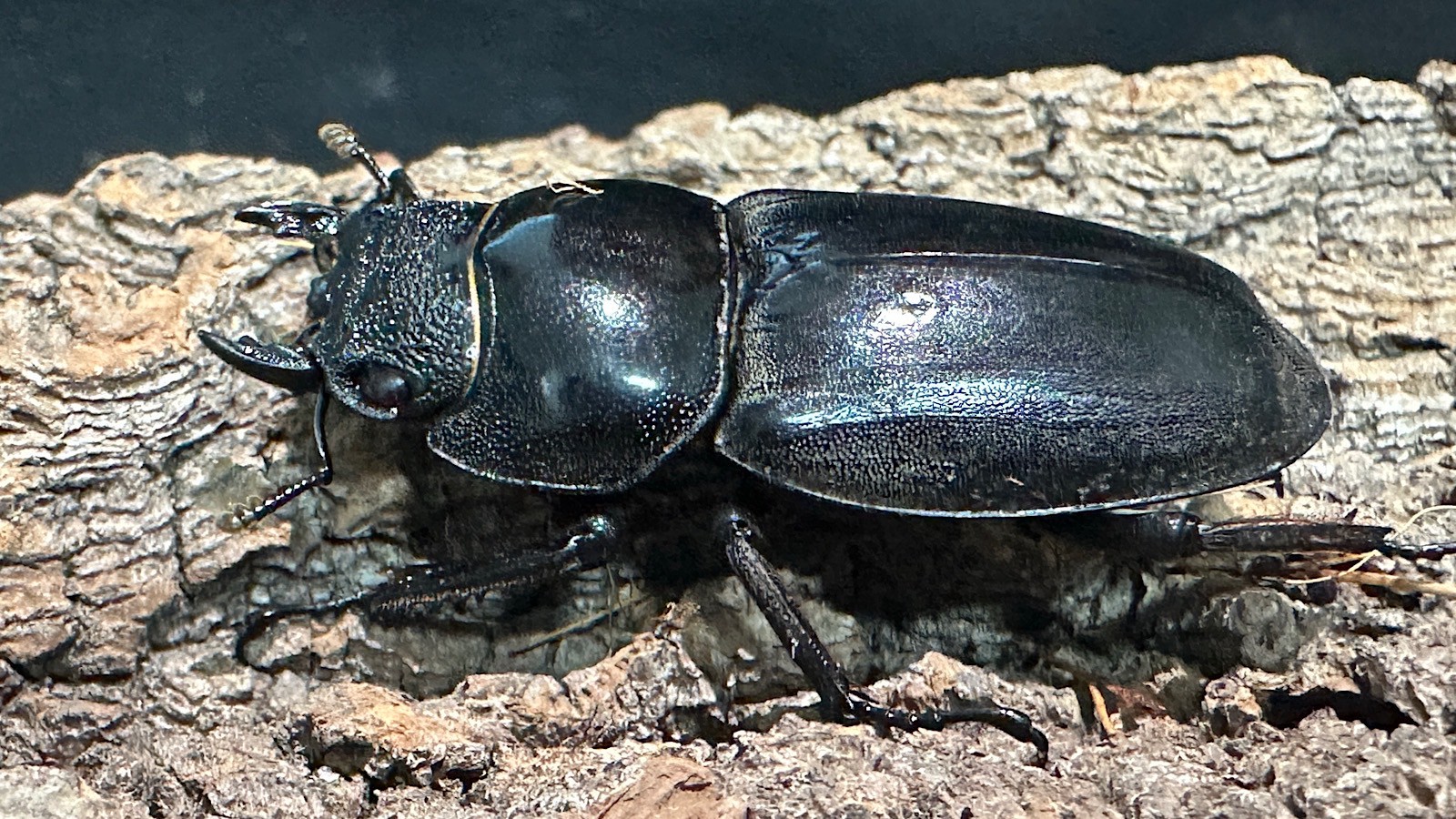 パラワンオオヒラタクワガタ成虫ペア(フィリピン産) ♂76mm♀46.5mm CBF1 種親♂94mm×♀45mm