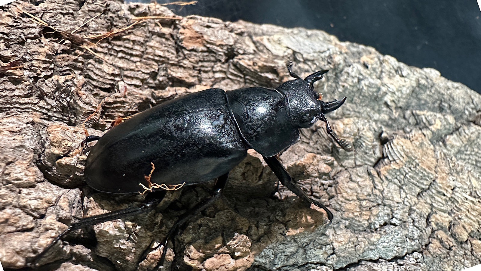 ギラファノコギリクワガタ成虫ペア(インドネシア産) ♂93mm♀46mm CBF1 種親♂104mm×♀46mm