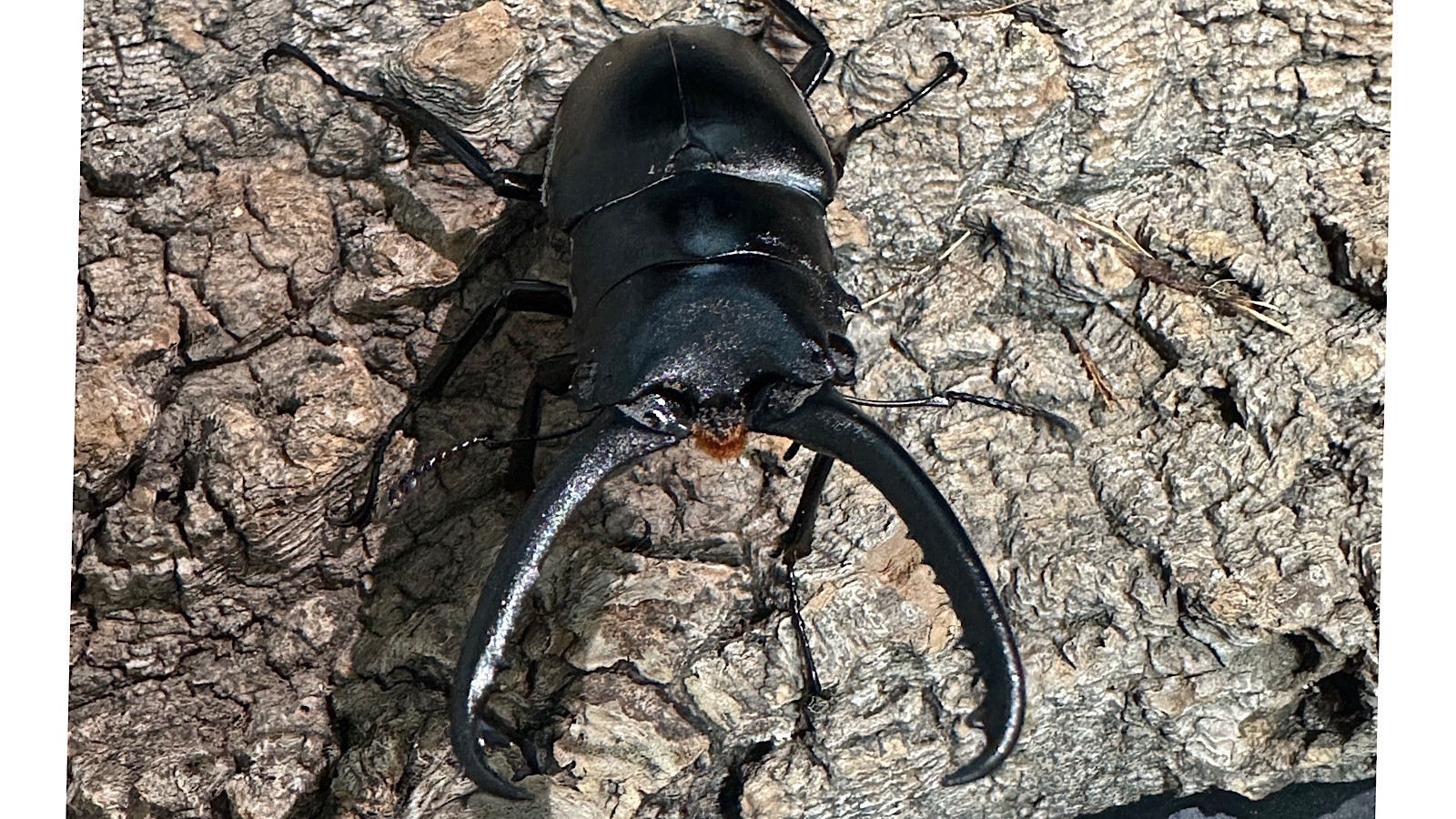 ギラファノコギリクワガタ成虫ペア(インドネシア産) ♂73mm♀48mm CBF1 種親♂104mm×♀46mm