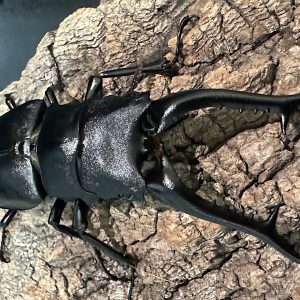 ギラファノコギリクワガタ成虫ペア(インドネシア産) ♂92mm♀47mm CBF1 種親♂104mm×♀46mm
