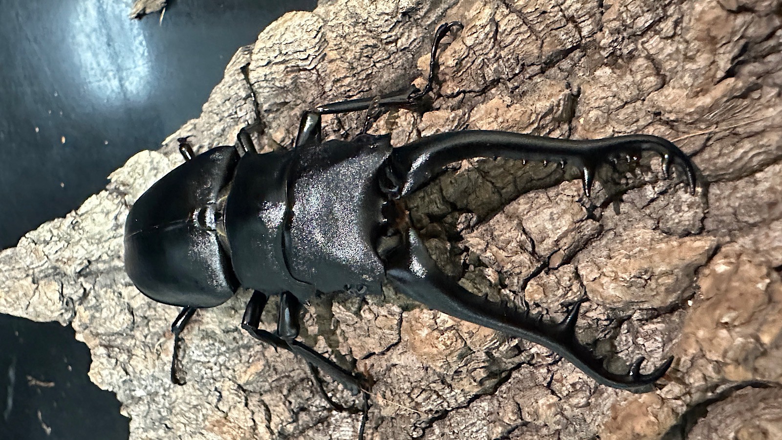 ギラファノコギリクワガタ成虫ペア(インドネシア産) ♂92mm♀47mm CBF1 種親♂104mm×♀46mm