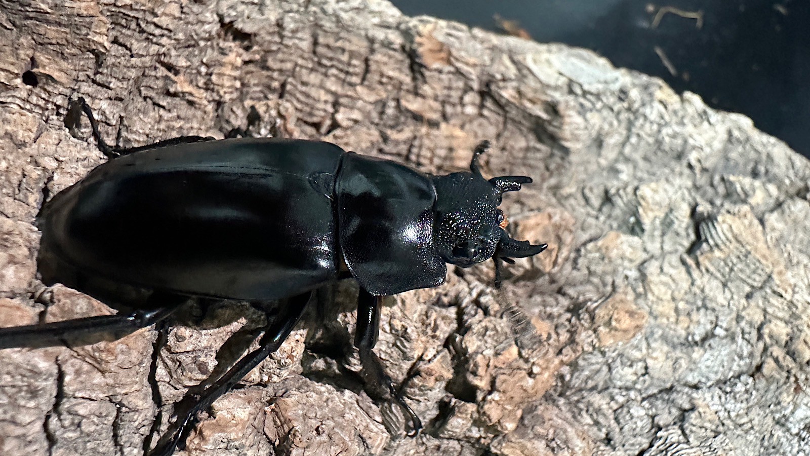 ギラファノコギリクワガタ成虫ペア(インドネシア産) ♂92mm♀47mm CBF1 種親♂104mm×♀46mm