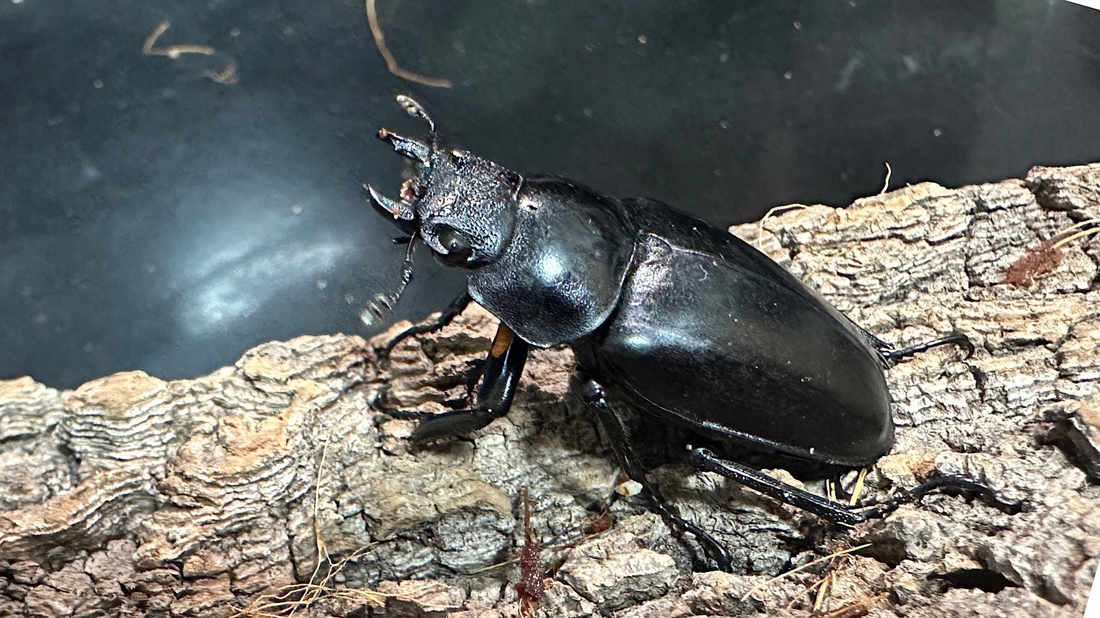 ギラファノコギリクワガタ成虫ペア(インドネシア産) ♂80mm♀48mm CBF1 種親♂104mm×♀46mm
