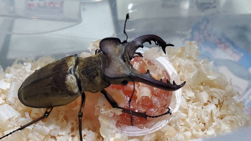 北海道空知地方産 ミヤマクワガタ蝦夷型3ペア( ♂69.3mm♂68.7mm♂68.7mm×♀40.6mm♀38.6mm♀37.8mm)