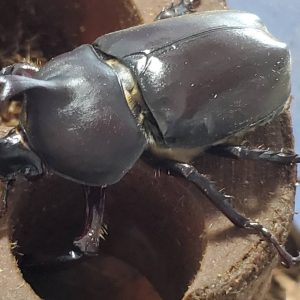 超特大カブトムシ!天然採集オスメスペア(計 2匹)♂74.9mm ♀42mm