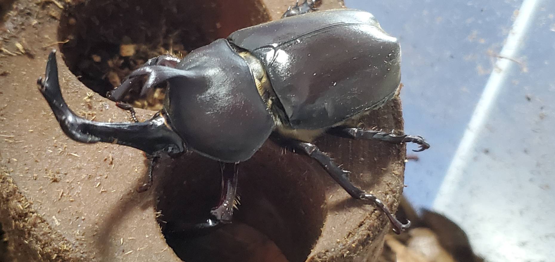 超特大カブトムシ!天然採集オスメスペア(計 2匹)♂74.9mm ♀42mm