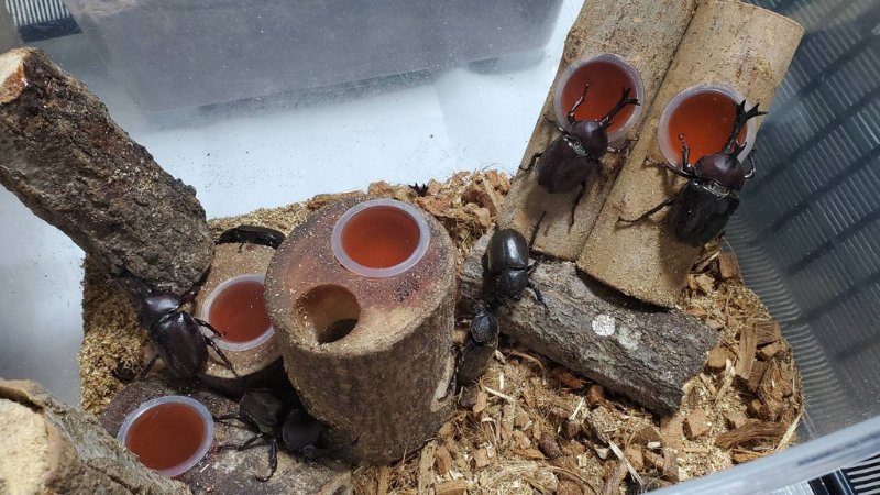 天然国産カブトムシ(北海道産)成虫6匹頭 予約販売セット(♂2匹×♀4匹)フリーサイズ