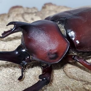 レッドアイレッドボディ(江田島)カブトムシオスだけセット（♂２匹） CBF4 ♂①70mm&♂②76mm