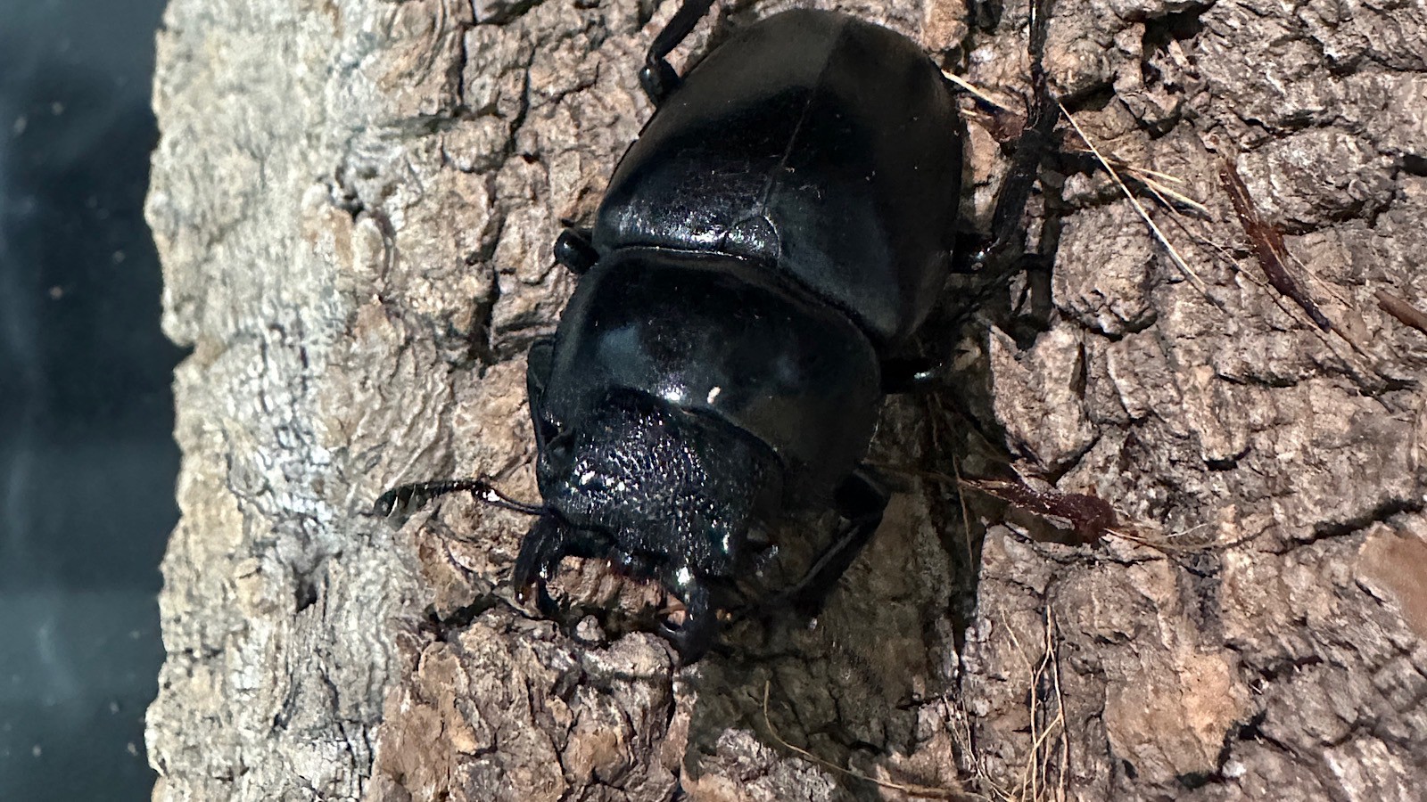 ギラファノコギリクワガタ成虫ペア(インドネシア産) ♂80mm♀48mm CBF1 種親♂104mm×♀46mm