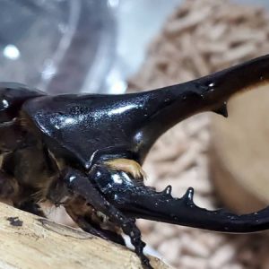 DHヘラクレス♂単品 120.6mm（♂Amazonico×♀OAKS）