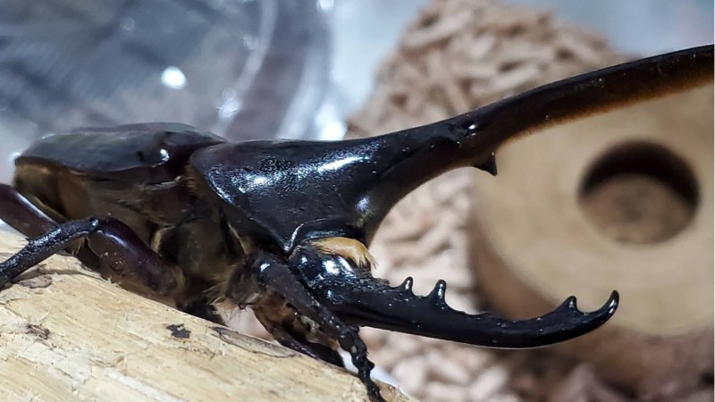 DHヘラクレス♂単品 120.6mm(♂Amazonico×♀OAKS)