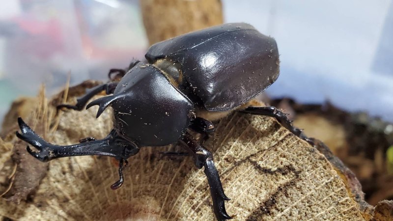 天然国産カブトムシ(北海道産)成虫オスメス 2ペアセット WD (♂♀フリーサイズ)