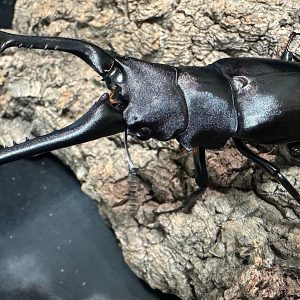 ギラファノコギリクワガタ成虫ペア(インドネシア産) ♂93mm♀46mm CBF1 種親♂104mm×♀46mm