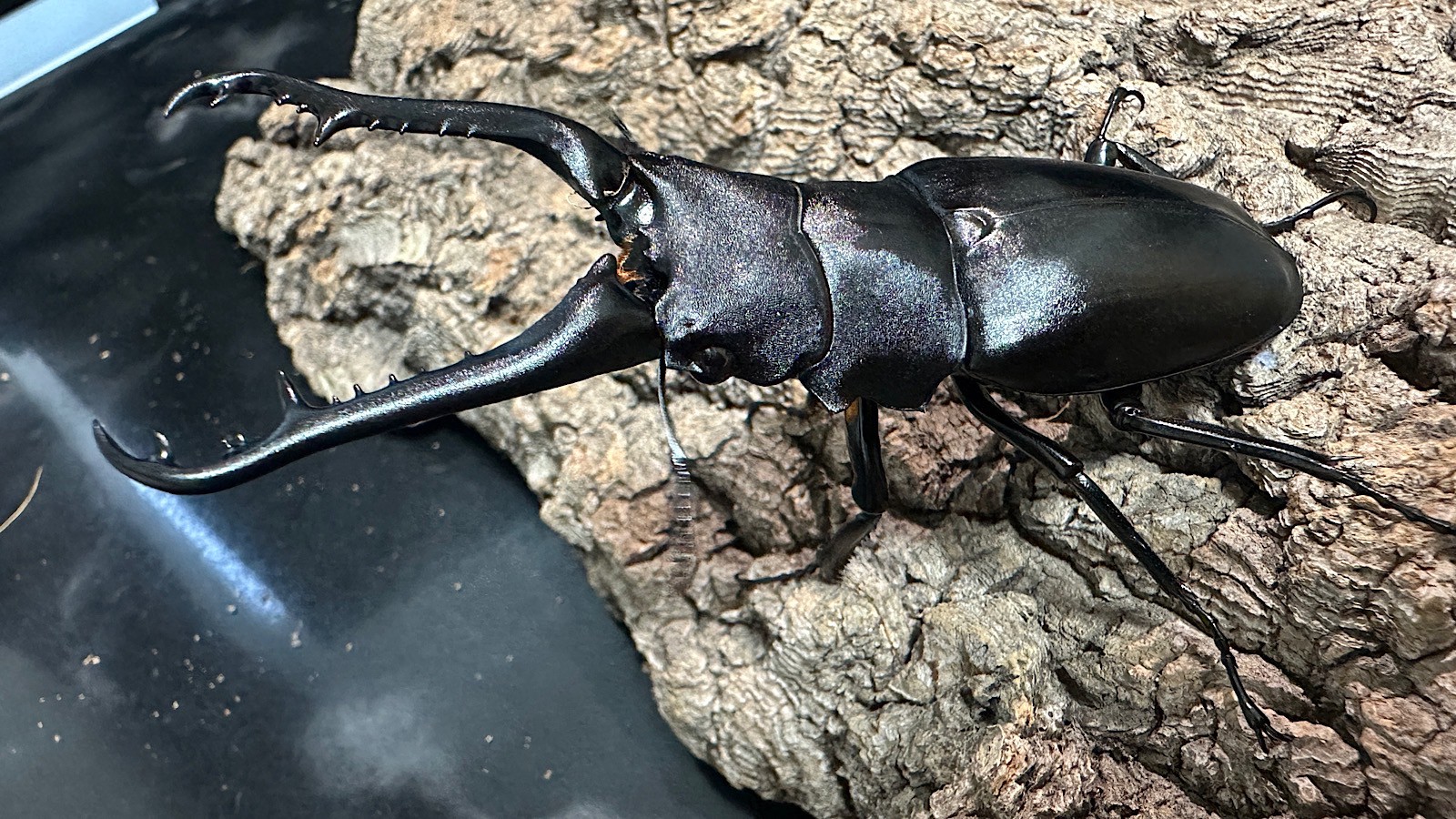 ギラファノコギリクワガタ成虫ペア(インドネシア産) ♂93mm♀46mm CBF1 種親♂104mm×♀46mm