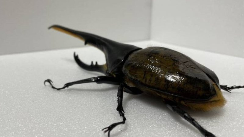 DHヘラクレス 3令幼虫1匹 種親♂162mm(Amazonico系)×♀74mm(OAKS系)