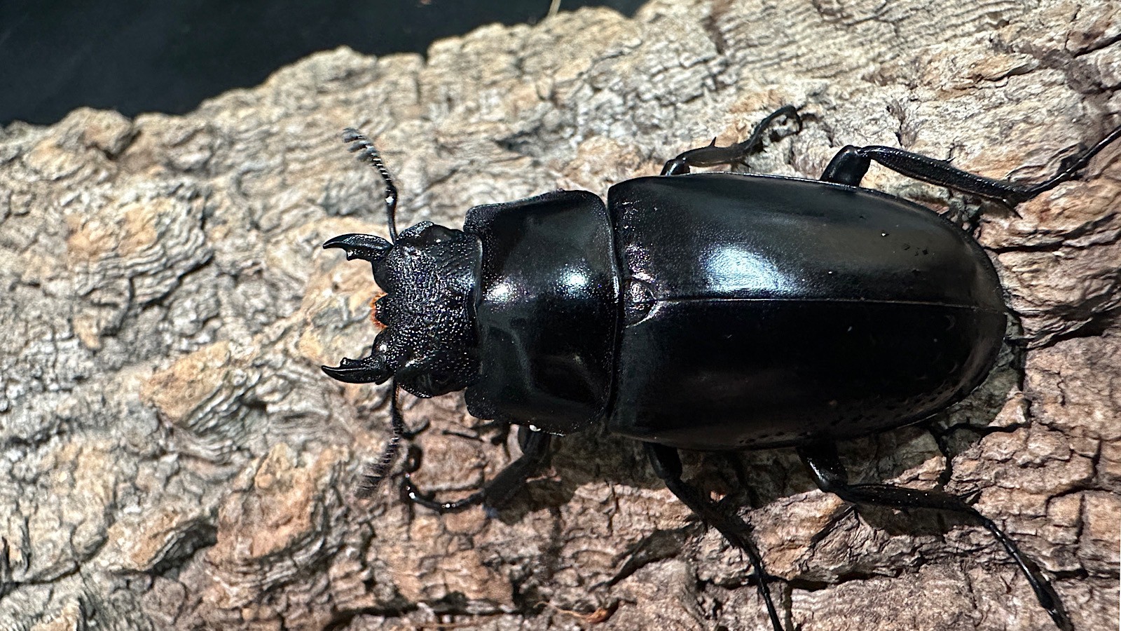 ギラファノコギリクワガタ成虫ペア(インドネシア産) ♂92mm♀47mm CBF1 種親♂104mm×♀46mm