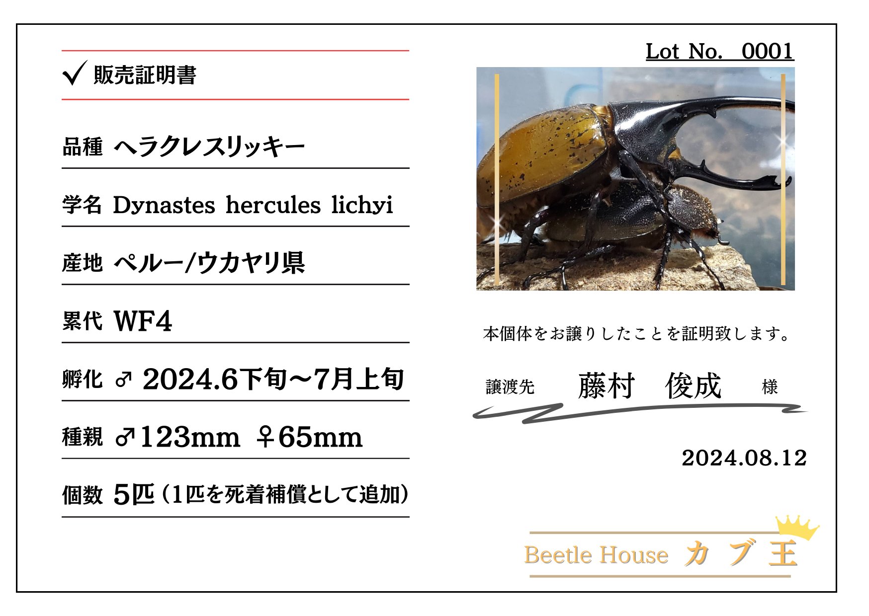 希少!ヘラクレス・リッキー(ペルーウカヤリ県)3令幼虫ペア2頭 WF4 種親123mmX65mm
