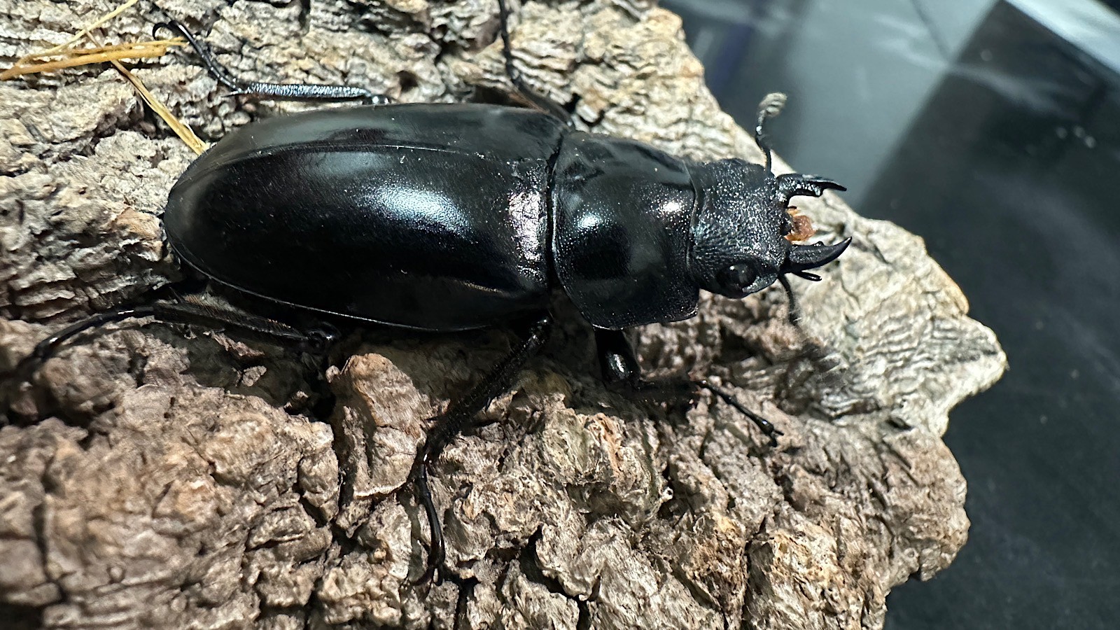 ギラファノコギリクワガタ成虫ペア(インドネシア産) ♂83mm♀47mm CBF1 種親♂104mm×♀46mm
