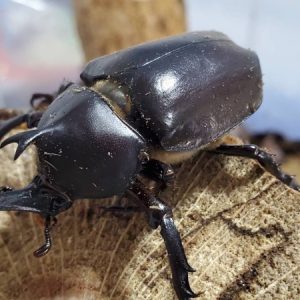 2025年5月羽化！国産カブトムシ成虫のオスメスペア（北海道産）種親フリーサイズ