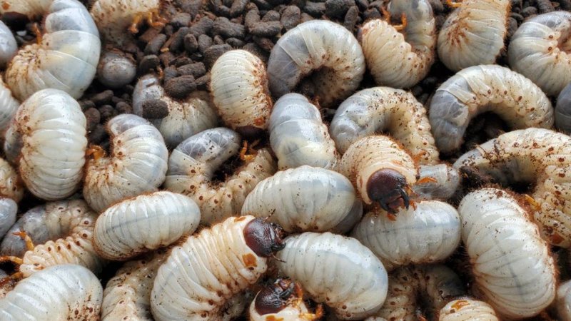 国産カブトムシRB(北海道産)3令幼虫4頭+1頭死着補償 F1 種親75.2mmX46.5mm