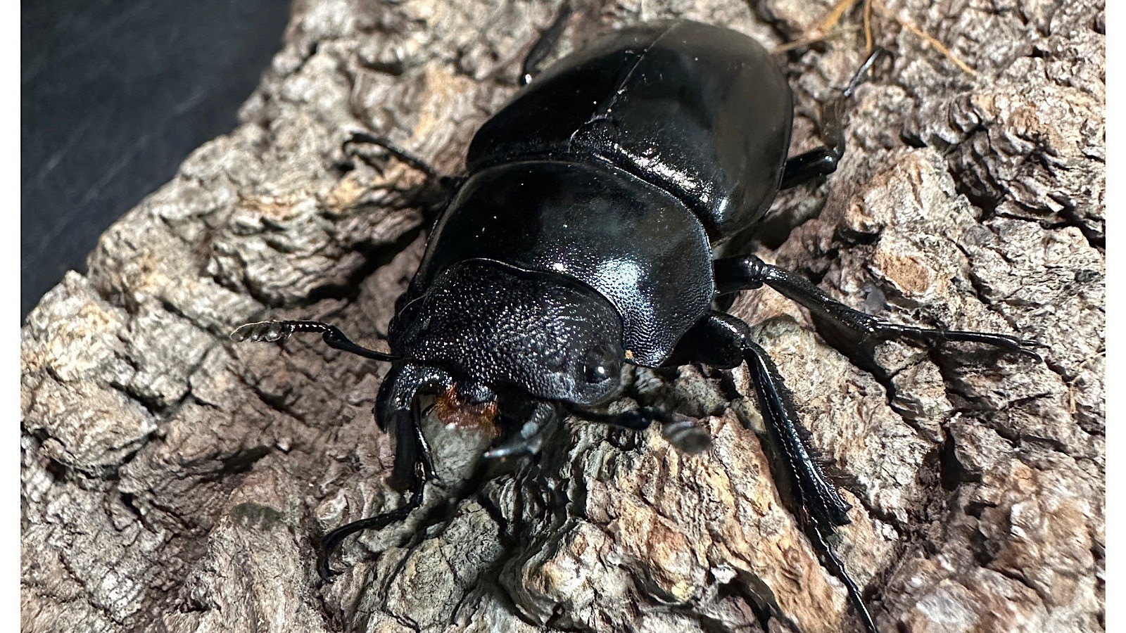 ギラファノコギリクワガタ成虫ペア(インドネシア産) ♂83mm♀47mm CBF1 種親♂104mm×♀46mm