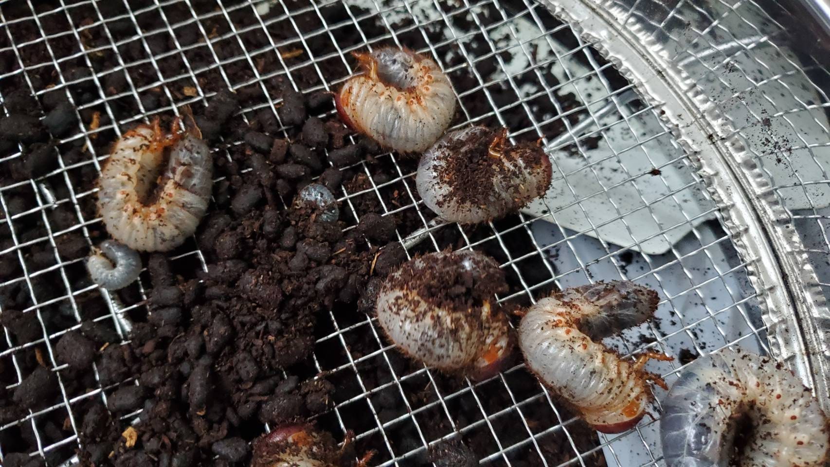 国産カブトムシ(北海道産)2令幼虫5頭+1頭死着補償 WF1 間もなく3令幼虫に脱皮します