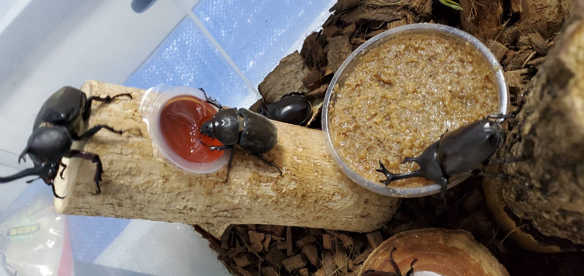 超特大カブトムシ!天然採集オスメスペア(計 2匹)♂74.9mm ♀42mm