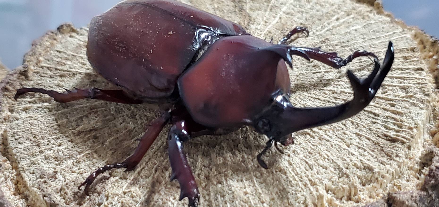 レッドアイレッドボディ(江田島)カブトムシオスだけセット(♂2匹) CBF4 ♂①70mm&♂②76mm