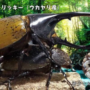 希少！ヘラクレス・リッキー(ペルーウカヤリ県)3令幼虫ペア2頭 WF4 種親123mmX65mm