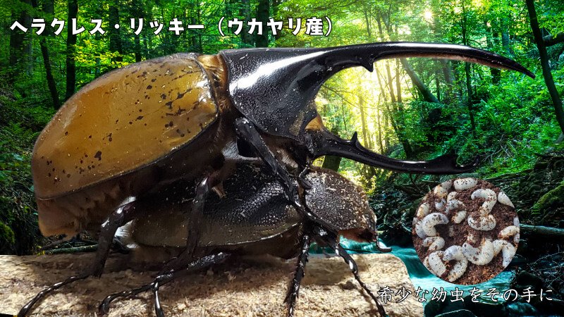 希少!ヘラクレス・リッキー(ペルーウカヤリ県)3令幼虫ペア2頭 WF4 種親123mmX65mm