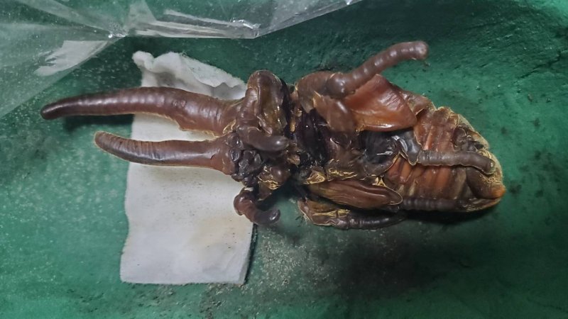 DHヘラクレス♂単品 120.6mm(♂Amazonico×♀OAKS)