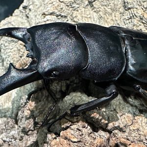 パラワンオオヒラタクワガタ成虫ペア(フィリピン産) ♂92mm♀44mm CBF1 種親♂94mm×♀45mm