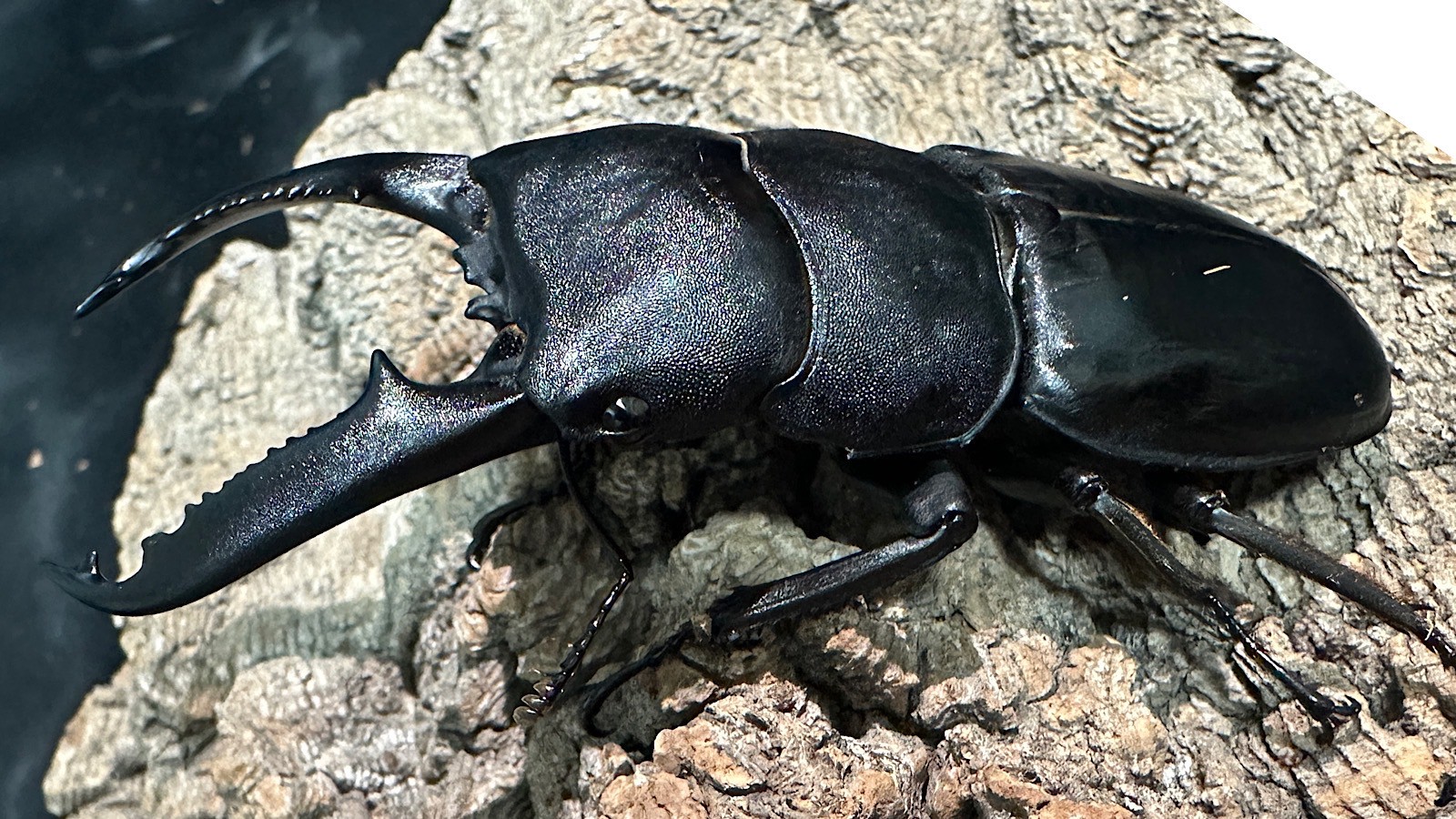 パラワンオオヒラタクワガタ成虫ペア(フィリピン産) ♂92mm♀44mm CBF1 種親♂94mm×♀45mm