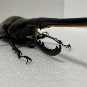 DHヘラクレス 3令幼虫1匹 種親♂162mm（Amazonico系）×♀74mm（OAKS系）