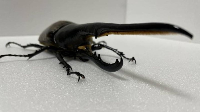 DHヘラクレス 3令幼虫1匹 種親♂162mm(Amazonico系)×♀74mm(OAKS系)