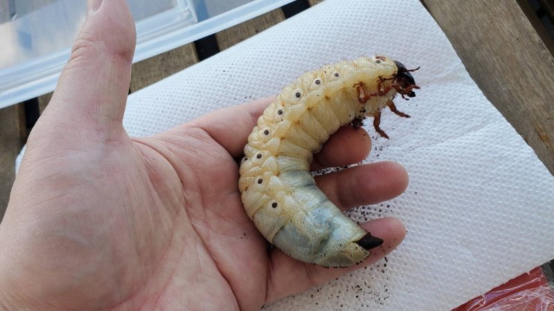 DHヘラクレス 3令幼虫1匹 種親♂162mm(Amazonico系)×♀74mm(OAKS系)
