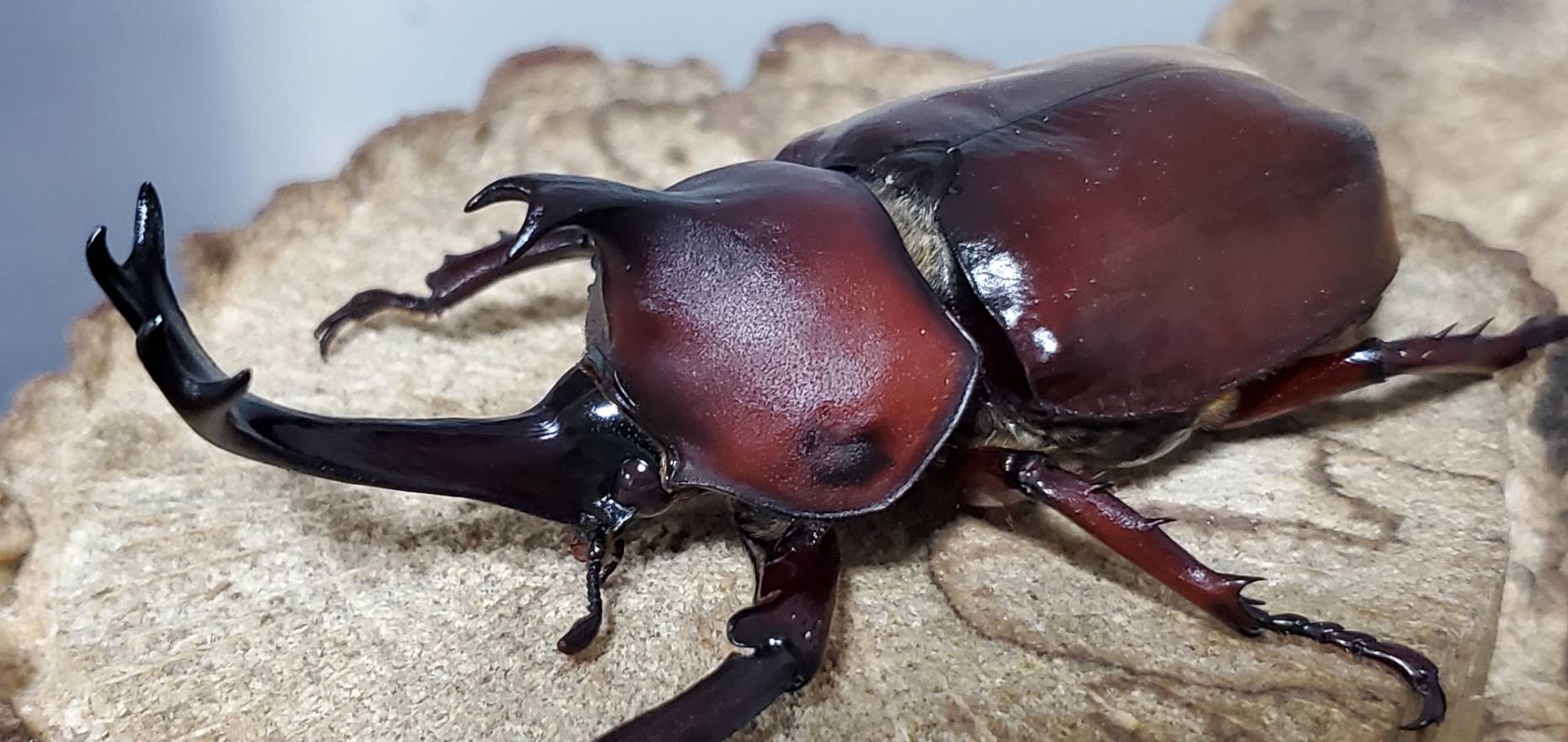未使用!レッドアイレッドボディ(江田島)カブトムシオス CBF4 ♂①76mm