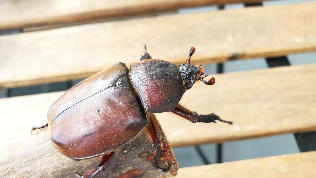 国産カブトムシRB(北海道産)2令幼虫10頭+1頭死着補償 F1 種親75.2mmX46.5mm