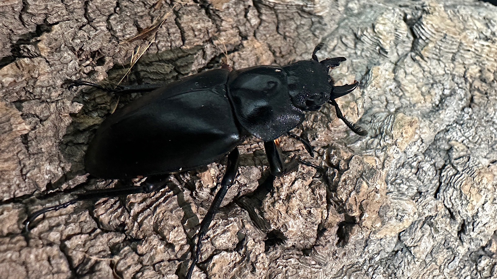 ギラファノコギリクワガタ成虫ペア(インドネシア産) ♂80mm♀48mm CBF1 種親♂104mm×♀46mm