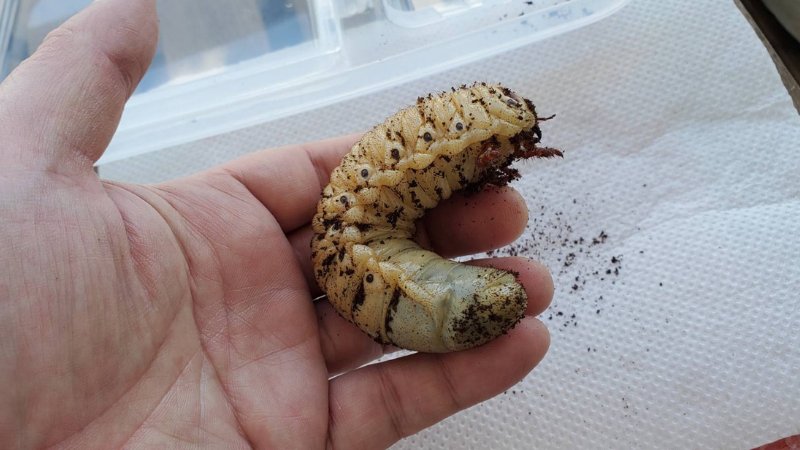 DHヘラクレス 3令幼虫1匹 種親♂162mm(Amazonico系)×♀74mm(OAKS系)