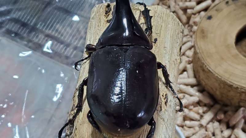 DHヘラクレス♂単品 120.6mm(♂Amazonico×♀OAKS)