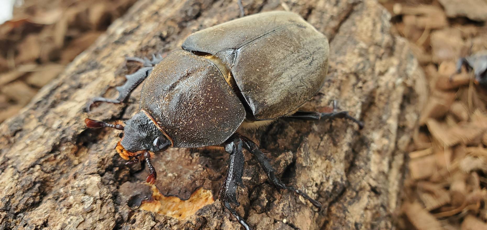 超特大カブトムシ!天然採集オスメスペア(計 2匹)♂74.9mm ♀42mm