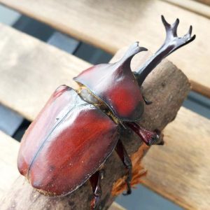 国産カブトムシRB(北海道産)3令幼虫4頭+1頭死着補償 F1 種親75.2mmX46.5mm