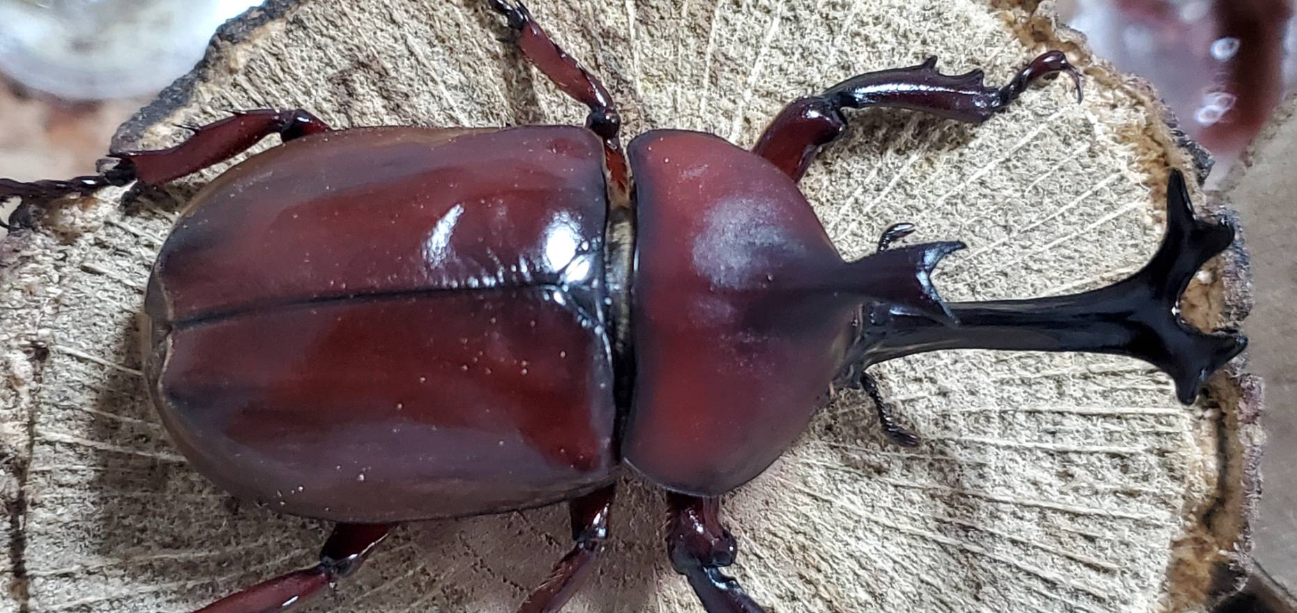 未使用!レッドアイレッドボディ(江田島)カブトムシオス CBF4 ♂①76mm