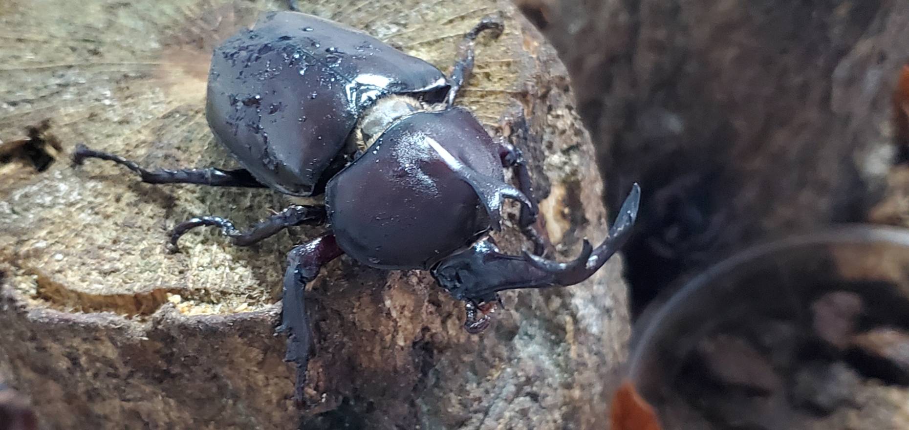 超特大カブトムシ!天然採集オスメスペア(計 2匹)♂76.6mm ♀46mm