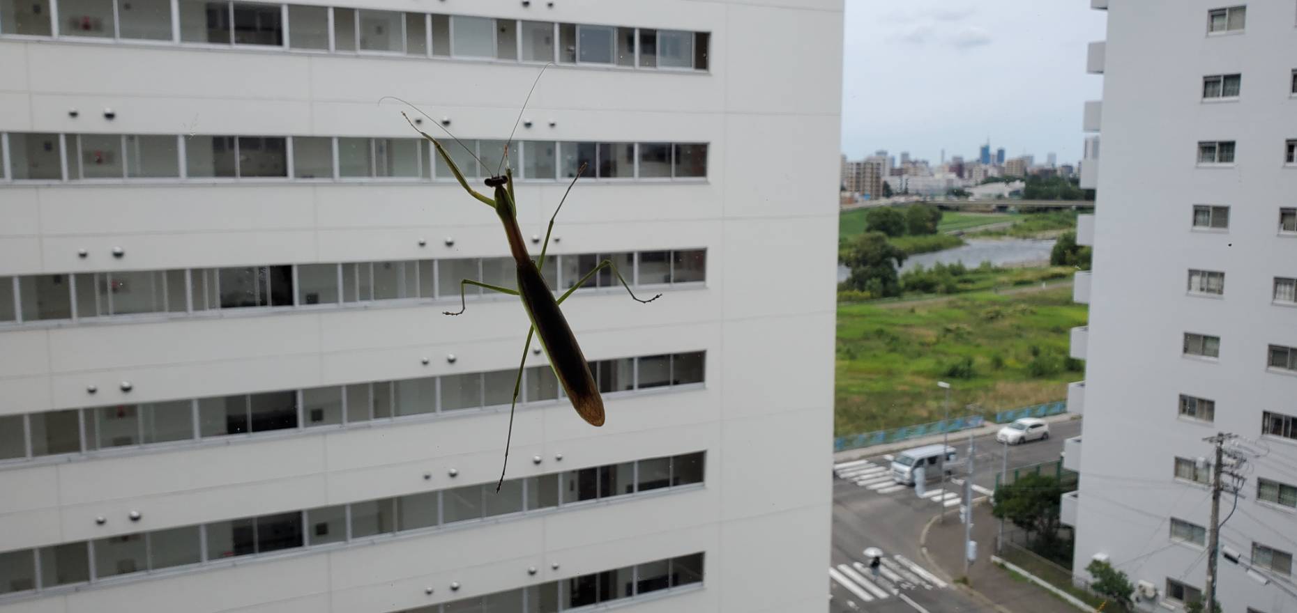 オオカマキリペアWD(♂×♀)|08/22 天然採集個体(フリーサイズ 約70mm~90mm)