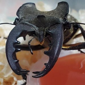 北海道空知地方産 ミヤマクワガタ蝦夷型3ペア（ ♂69.3mm♂68.7mm♂68.7mm×♀40.6mm♀38.6mm♀37.8mm）