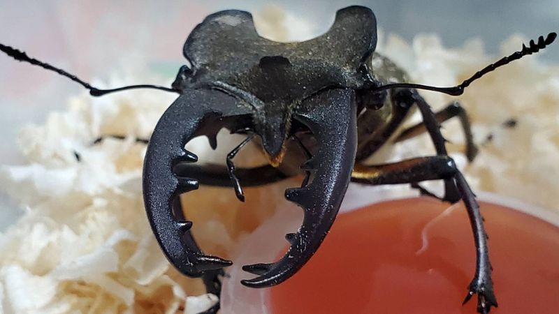 北海道空知地方産 ミヤマクワガタ蝦夷型3ペア( ♂69.3mm♂68.7mm♂68.7mm×♀40.6mm♀38.6mm♀37.8mm)
