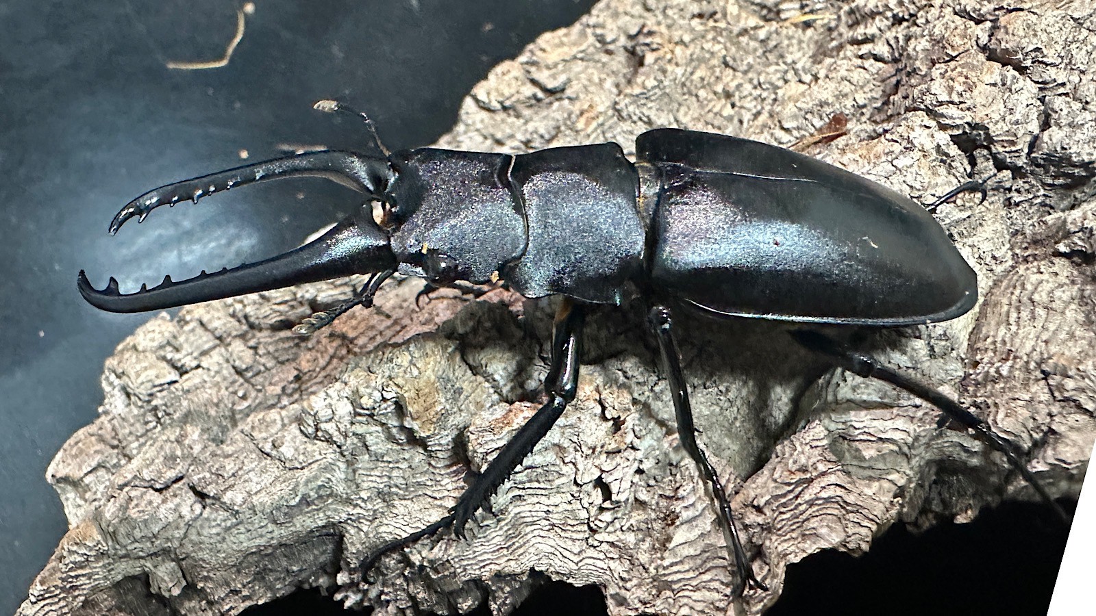 ギラファノコギリクワガタ成虫ペア(インドネシア産) ♂80mm♀48mm CBF1 種親♂104mm×♀46mm